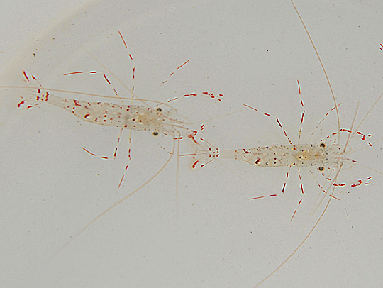 Urocaridella antonbruunii
