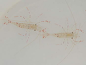 Urocaridella antonbruunii