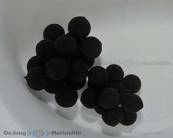 Sepia bandensis eggs (per bunch)