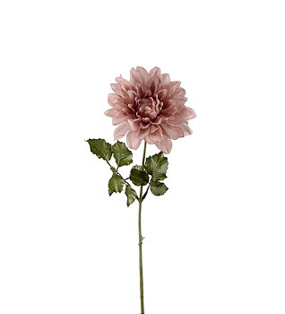 Dahlia Vanha Vaaleanpunainen Herra Kasvi