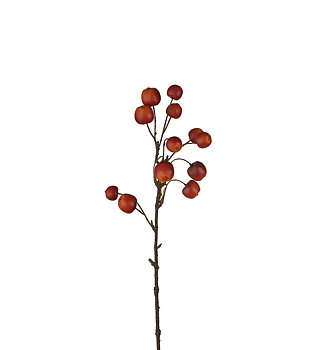 Äppelkvist Mr Plant