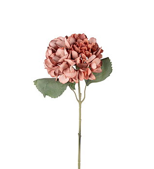Hortensia herra Kasvi