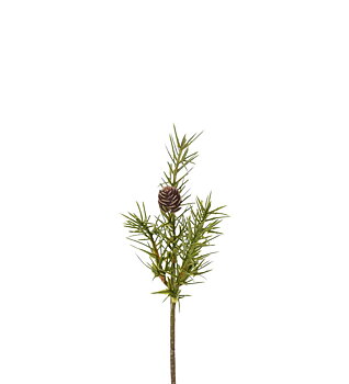 Grankvist med kottar Mr Plant
