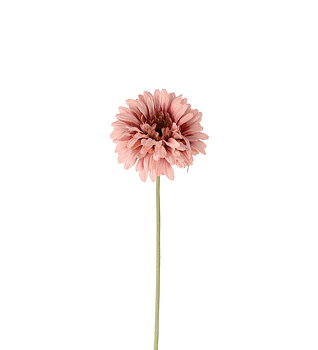 Gerbera herra kasvi