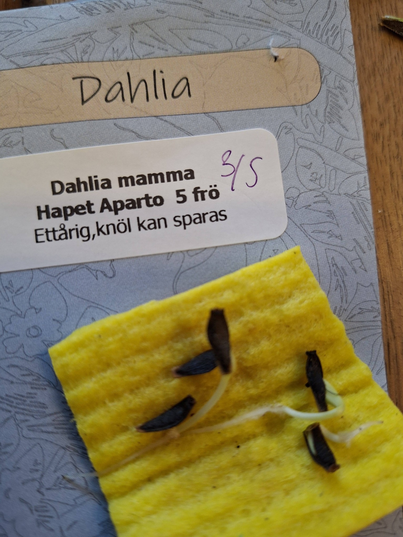 Dahlia  Mamma Hapet Aparto" öppet pollinerade 5 frön - 2