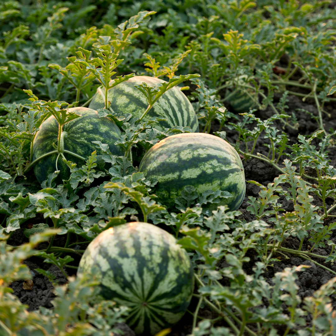 Ekologisk Vattenmelon - Crimson Sweet