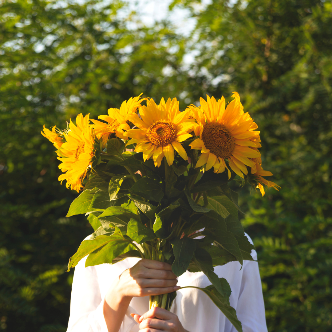 Ekologisk Solros - Peredovick