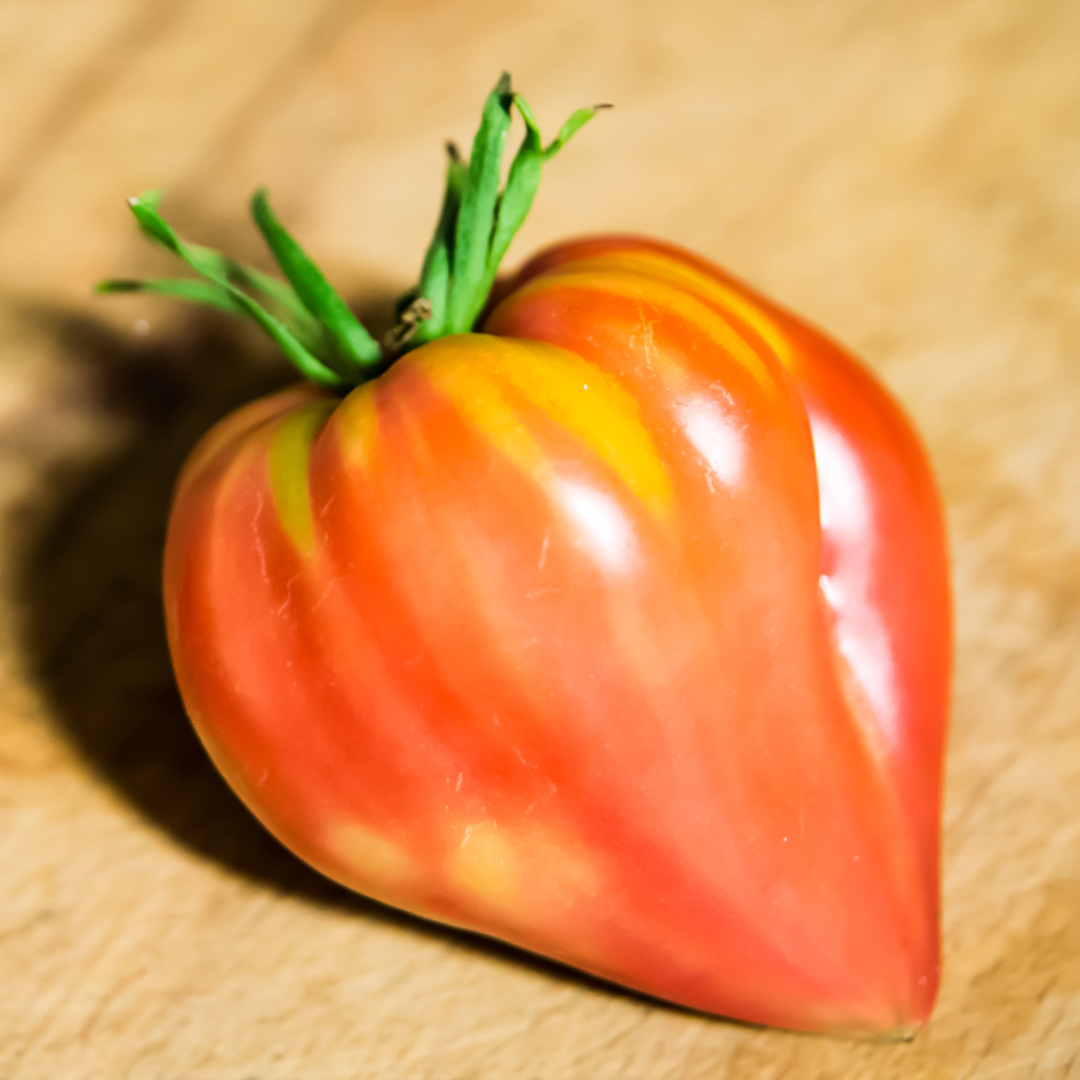 Tomat - Oxheart Pink