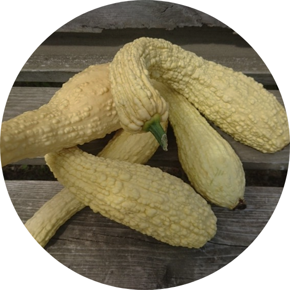 Squash - Friulano