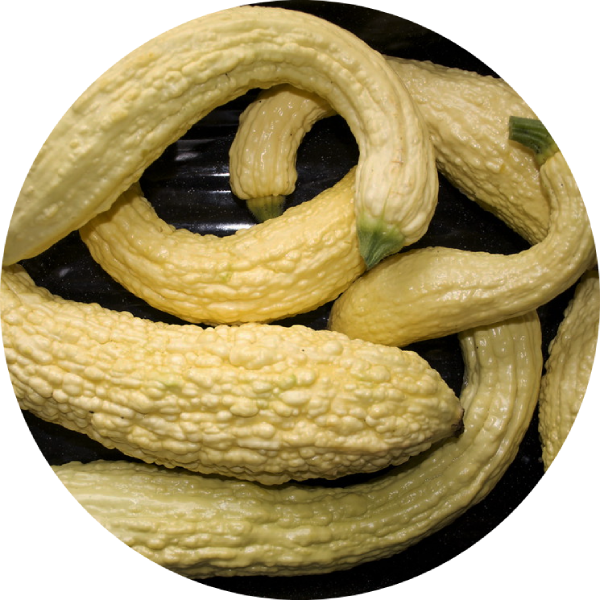 Squash - Friulano