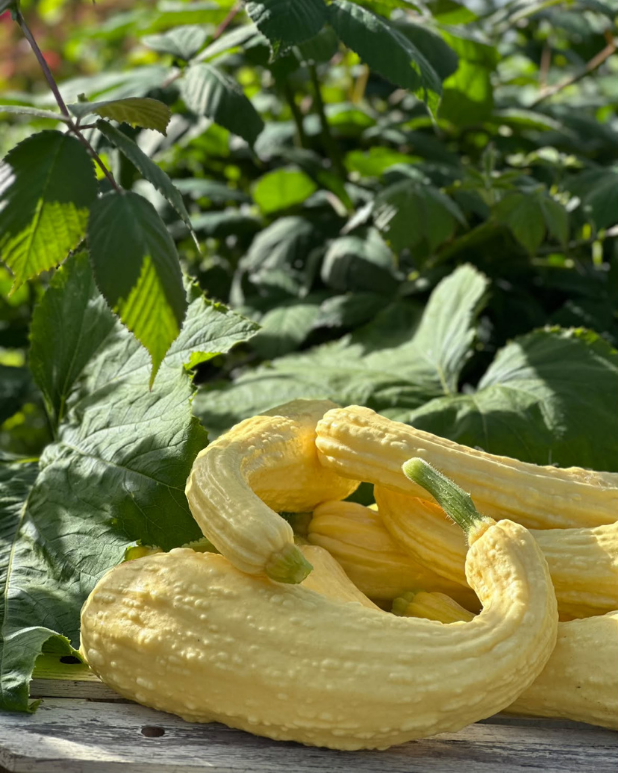 Skördade gula Friulano-squash med räfflat skal bland gröna blad i trädgården