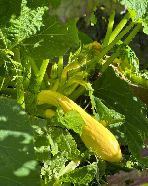Växande gula Friulano-squash med räfflat skal bland gröna blad i trädgården