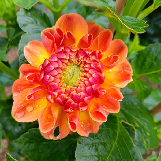 Dahlia knöl Orange Cassini"Dekorativ Småblommande - 2
