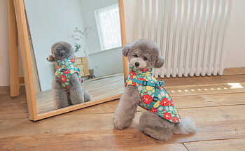 Puppia Täcke Alyssa Aqua Blå