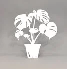 Monstera liten vit