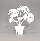 Monstera liten vit