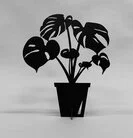 Monstera liten svart