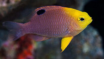 Chrysiptera Talboti (reef safe)