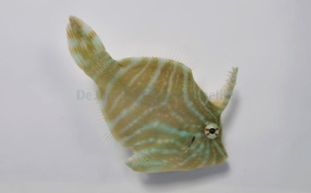 Acreichthys Radiatus - 2
