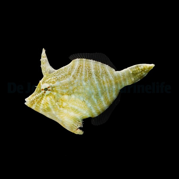 Acreichthys Radiatus