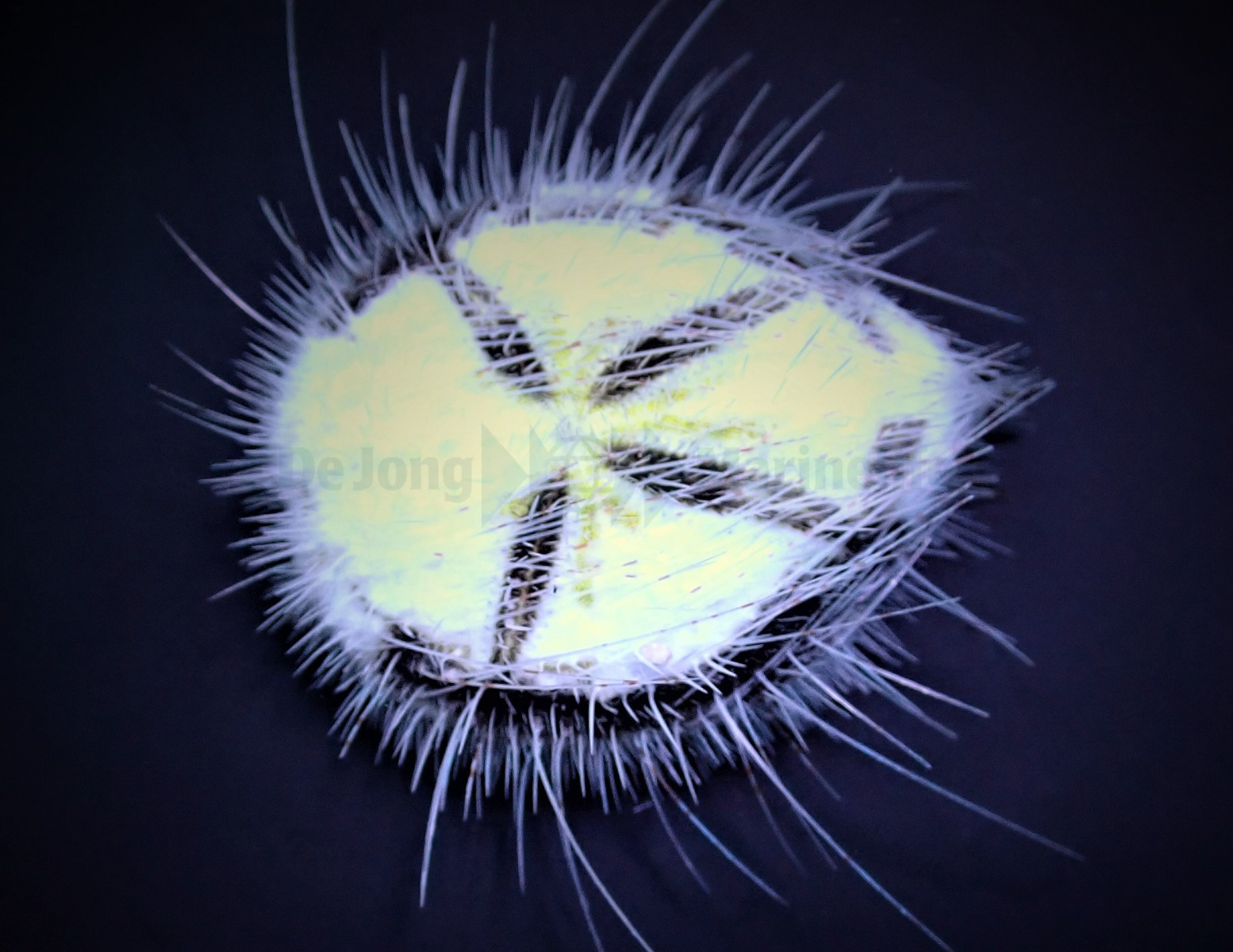 Marieta Planulata - 2
