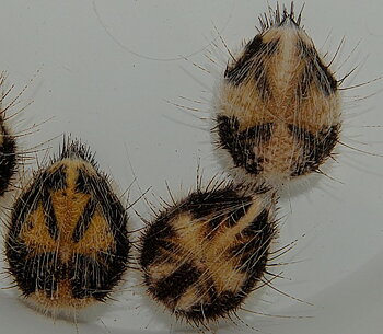 Marieta Planulata