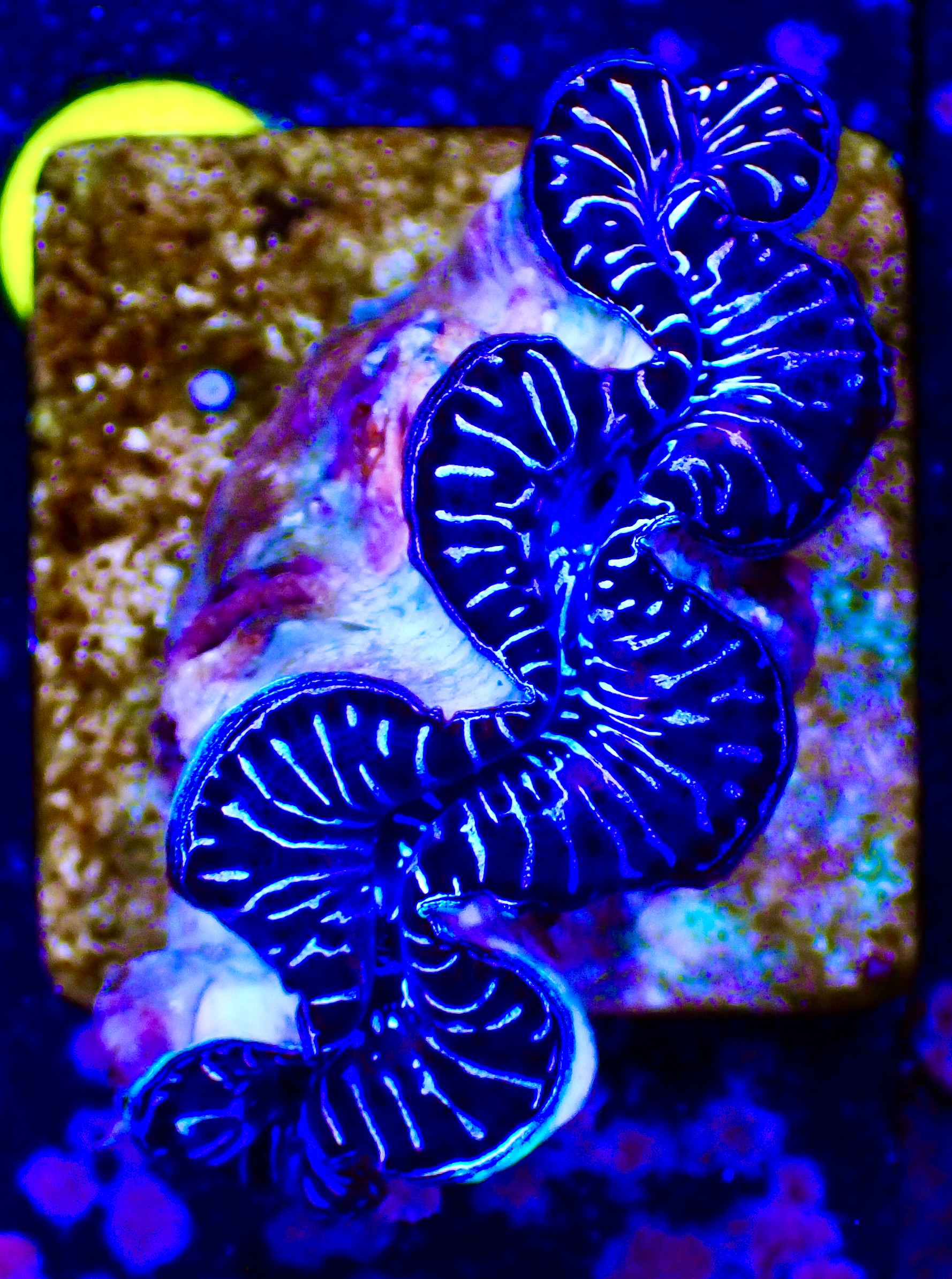 Tridacna maxima ultra ca 5cm