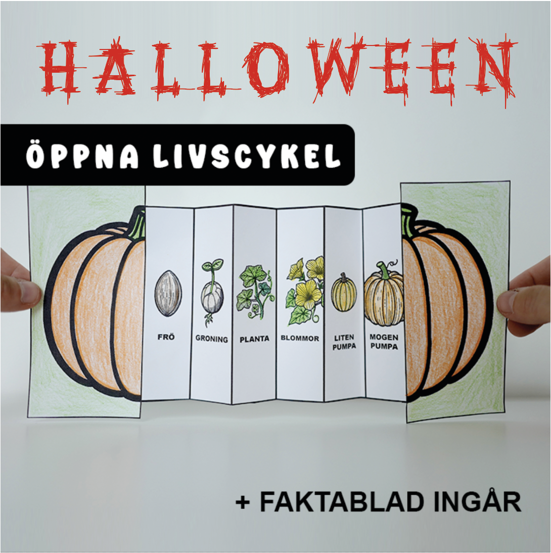 Halloweenpyssel - Pumpans Livscykel