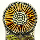 Lisa Larson (1963) Spectacular Sunflower Wall Plaque 28 cm (2)