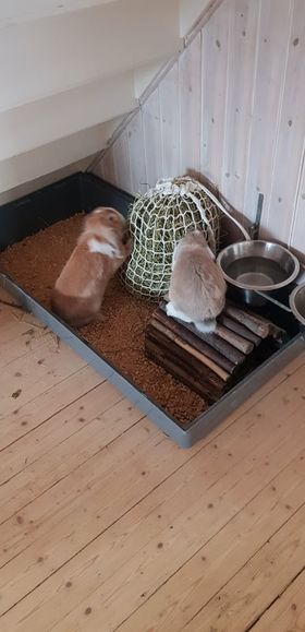 Mjukt hönät till kanin - 2