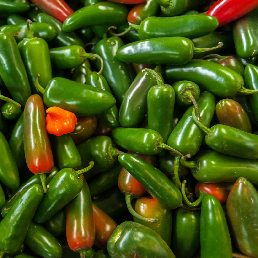Ekologisk Chili - Santiago - Jalapeño