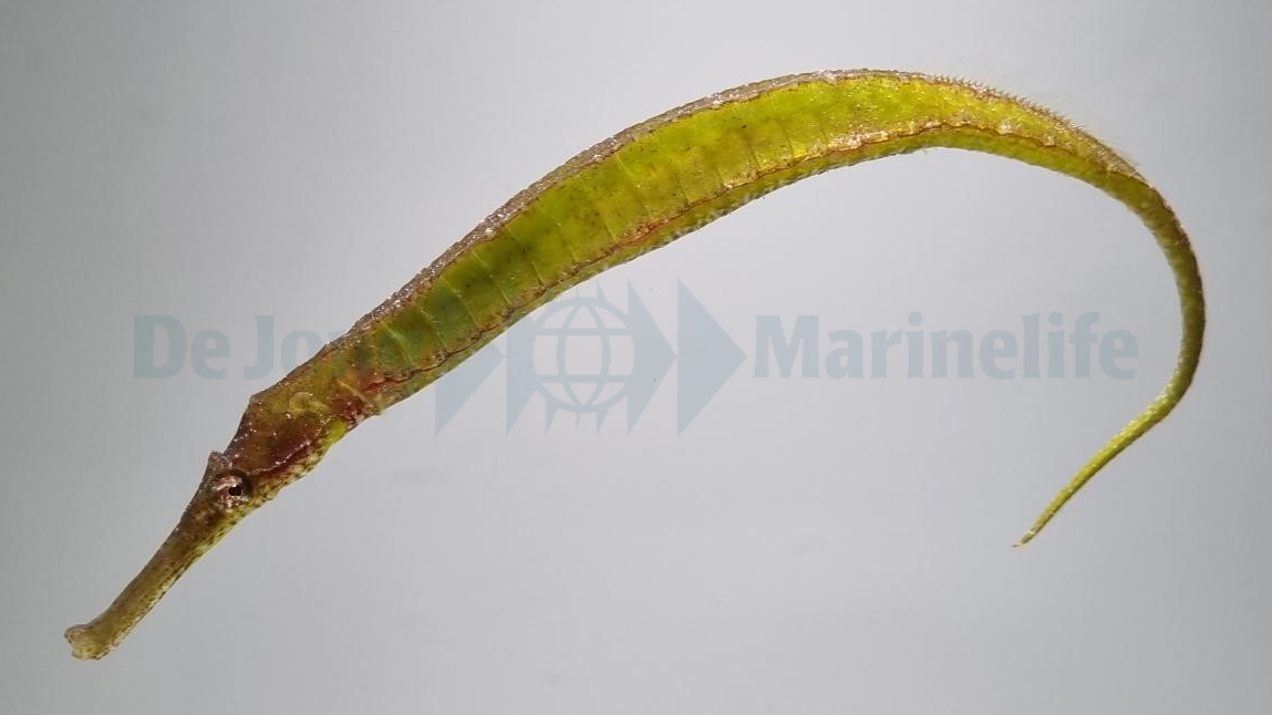 Syngnathoides biaculeatus