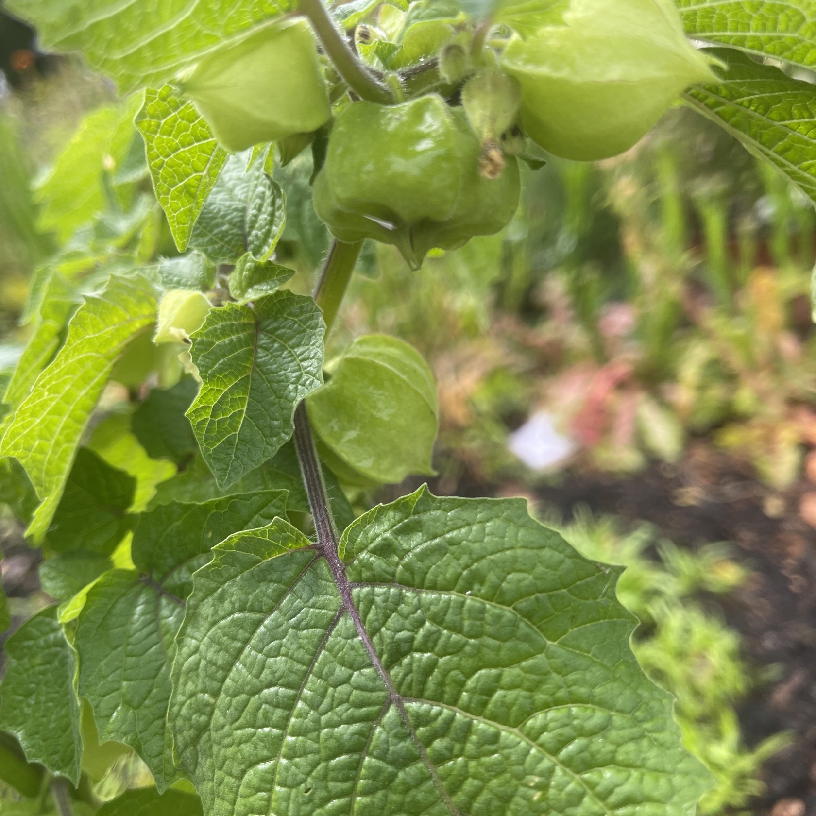 Physalis - Gyllenbär - 3