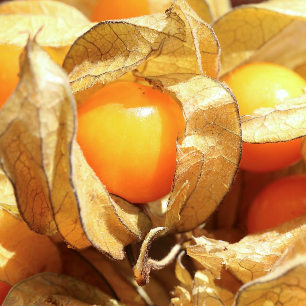 Physalis - Gyllenbär