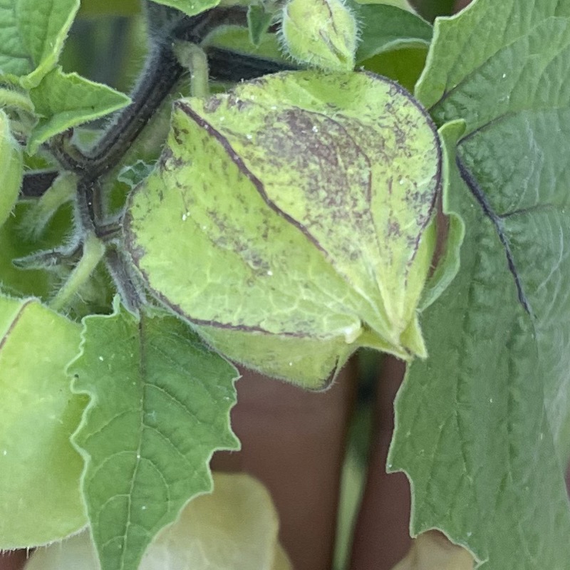 Frö till Physalis - Gyllenbär