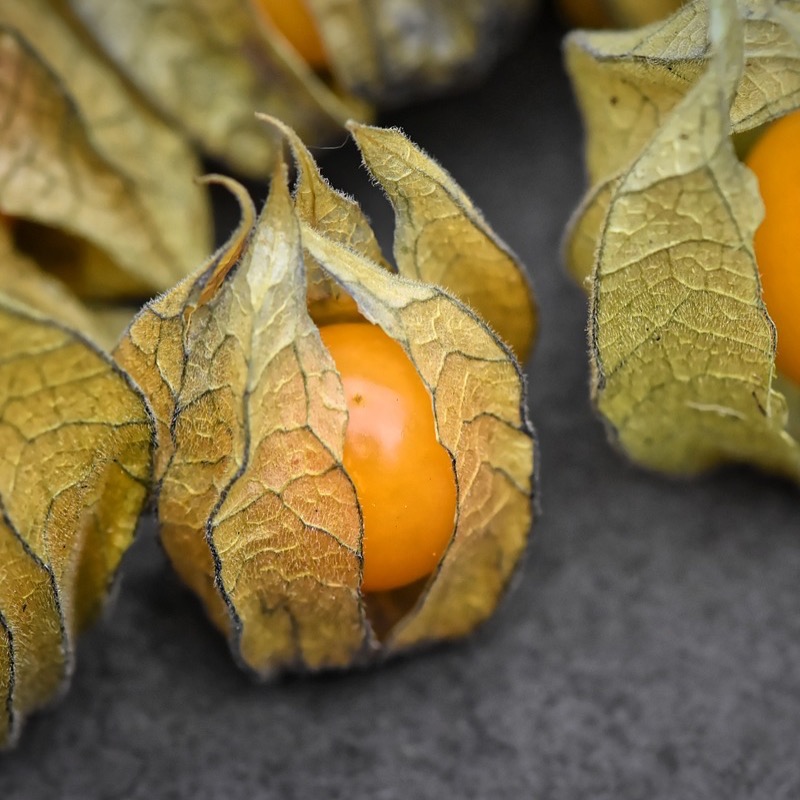 Frö till Physalis 'Kapkrusbär'
