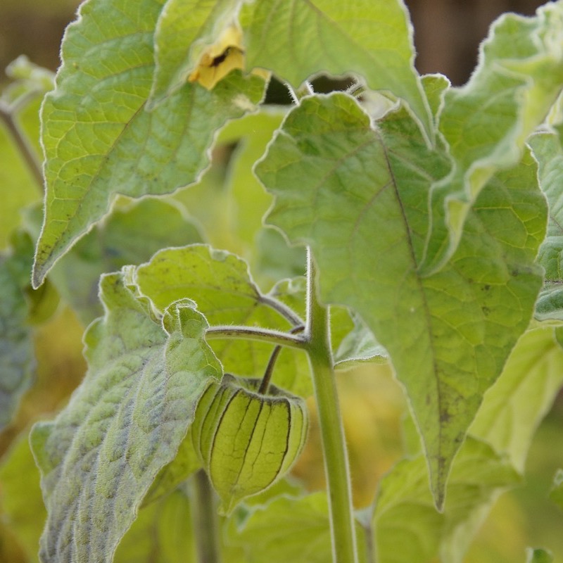 Frö till Physalis 'Kapkrusbär' 3