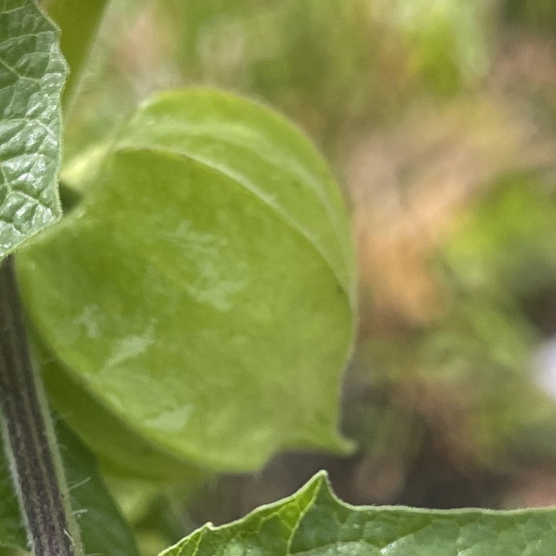 Frö till Physalis 'Kapkrusbär' 2