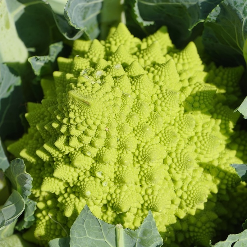 Broccolo 'Romanesco natalino'