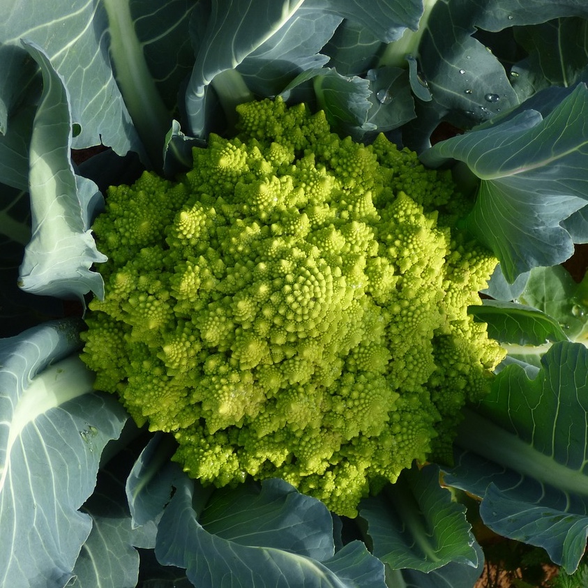 Broccolo 'Romanesco natalino'