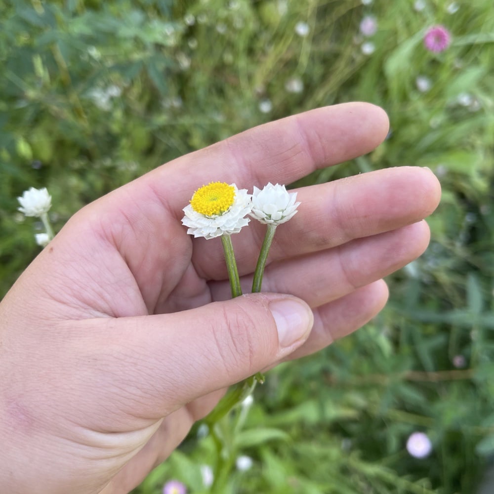 Sandeternell 'Grandiflorum' - 3