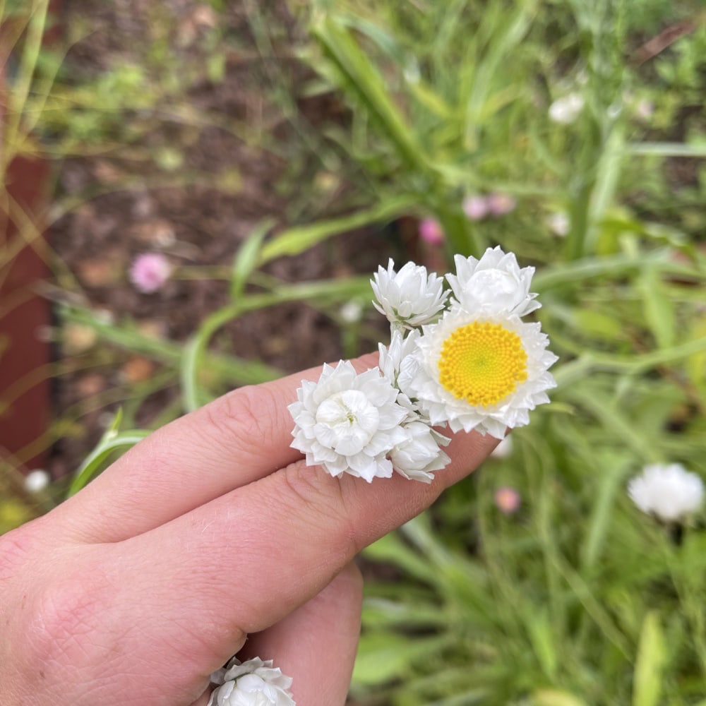 Sandeternell 'Grandiflorum'