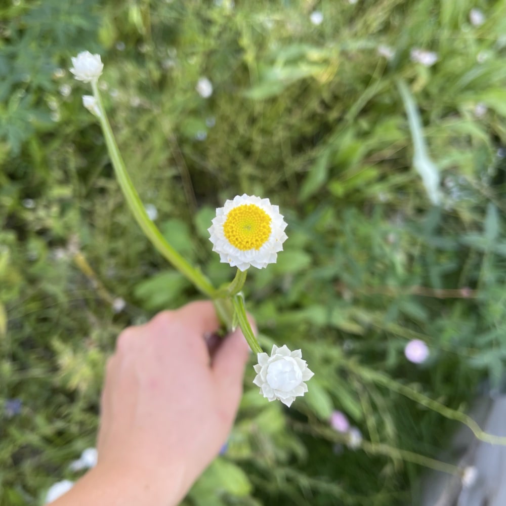 Sandeternell 'Grandiflorum' - 4