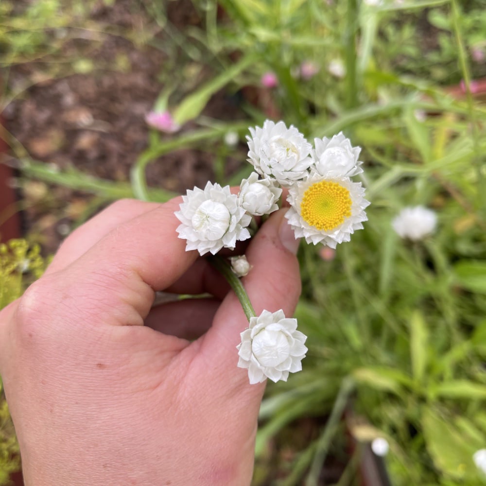 Sandeternell 'Grandiflorum'
