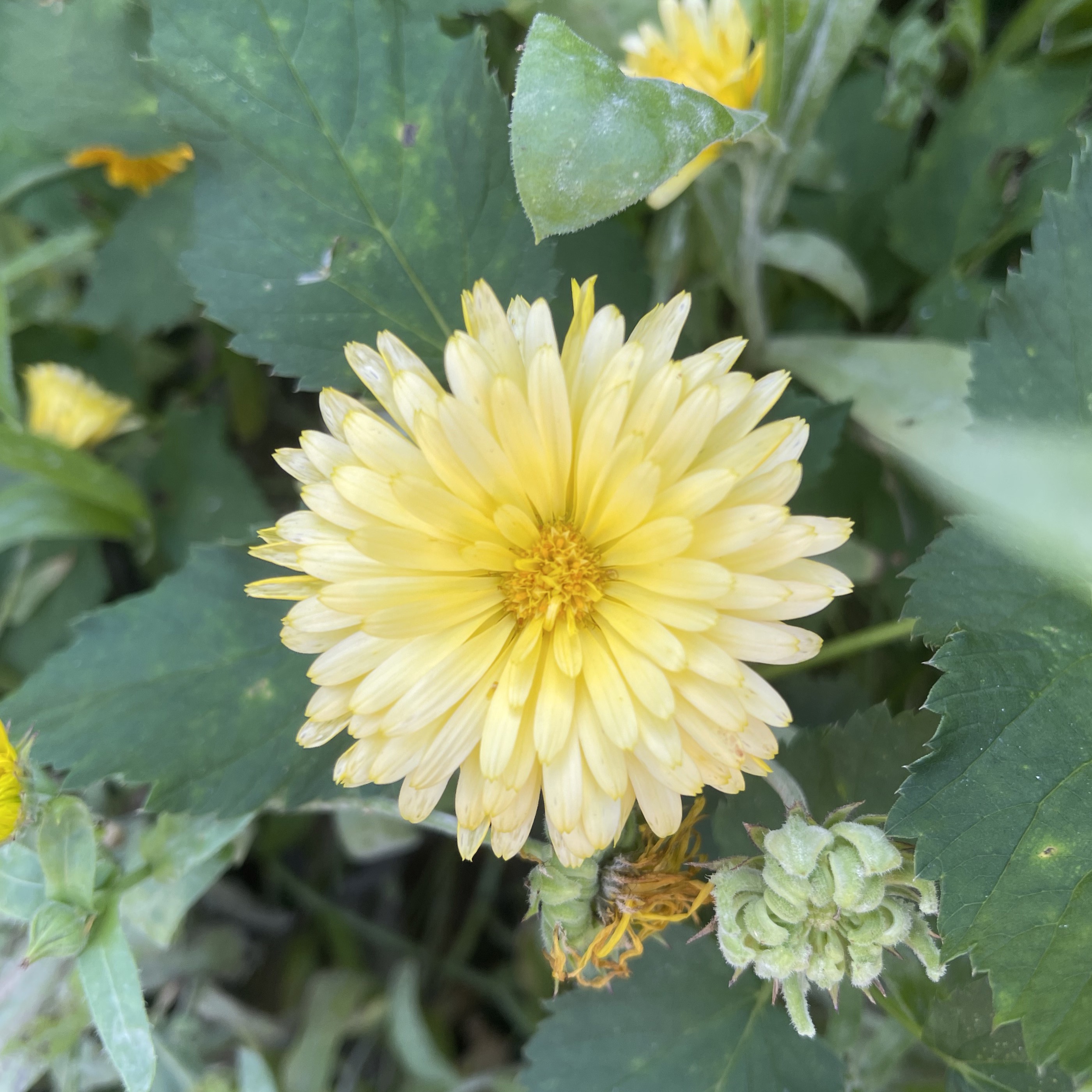 Ringblomma 'Cream Beauty' - 2