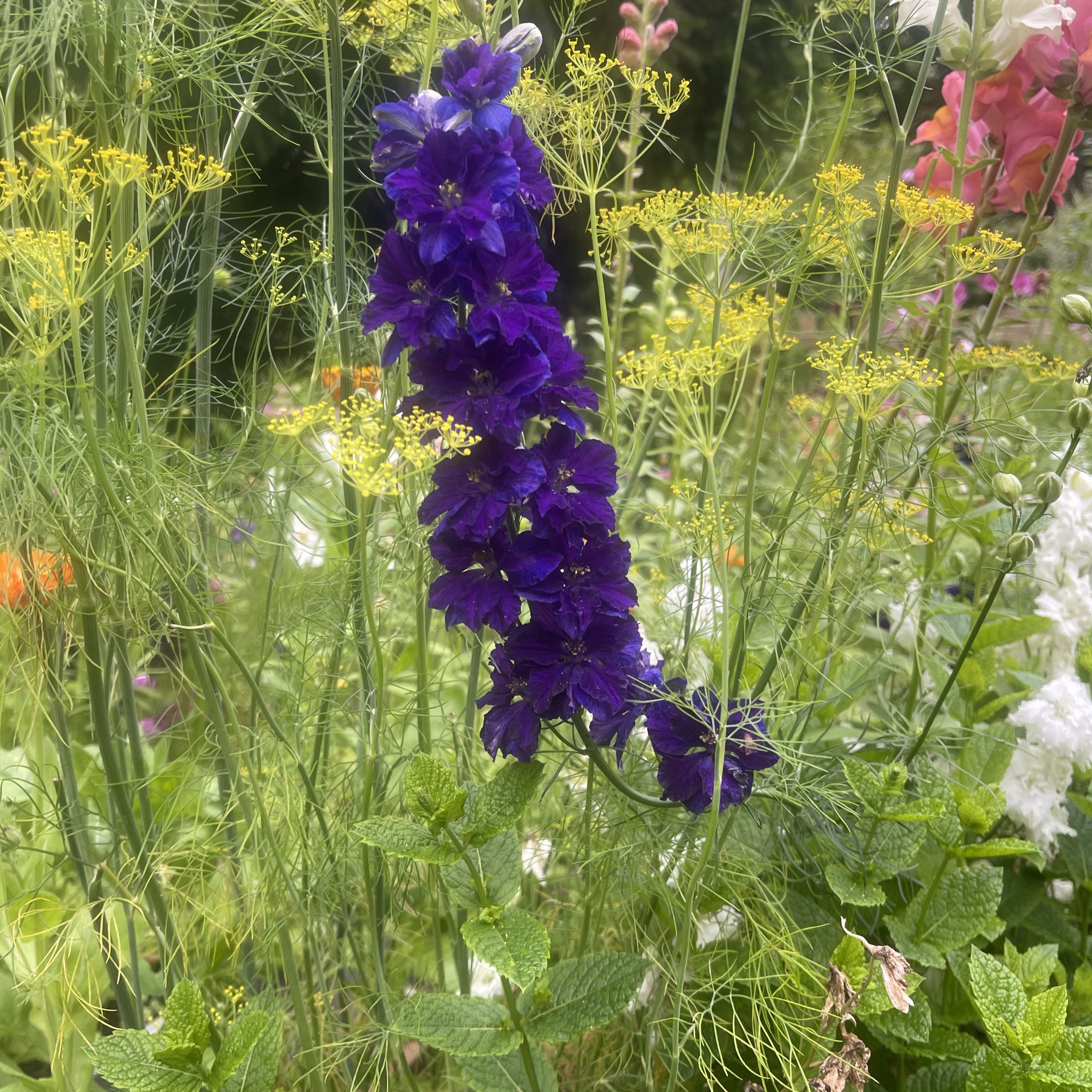 Trädgårdsriddarsporre 'Blue Spire' - 2