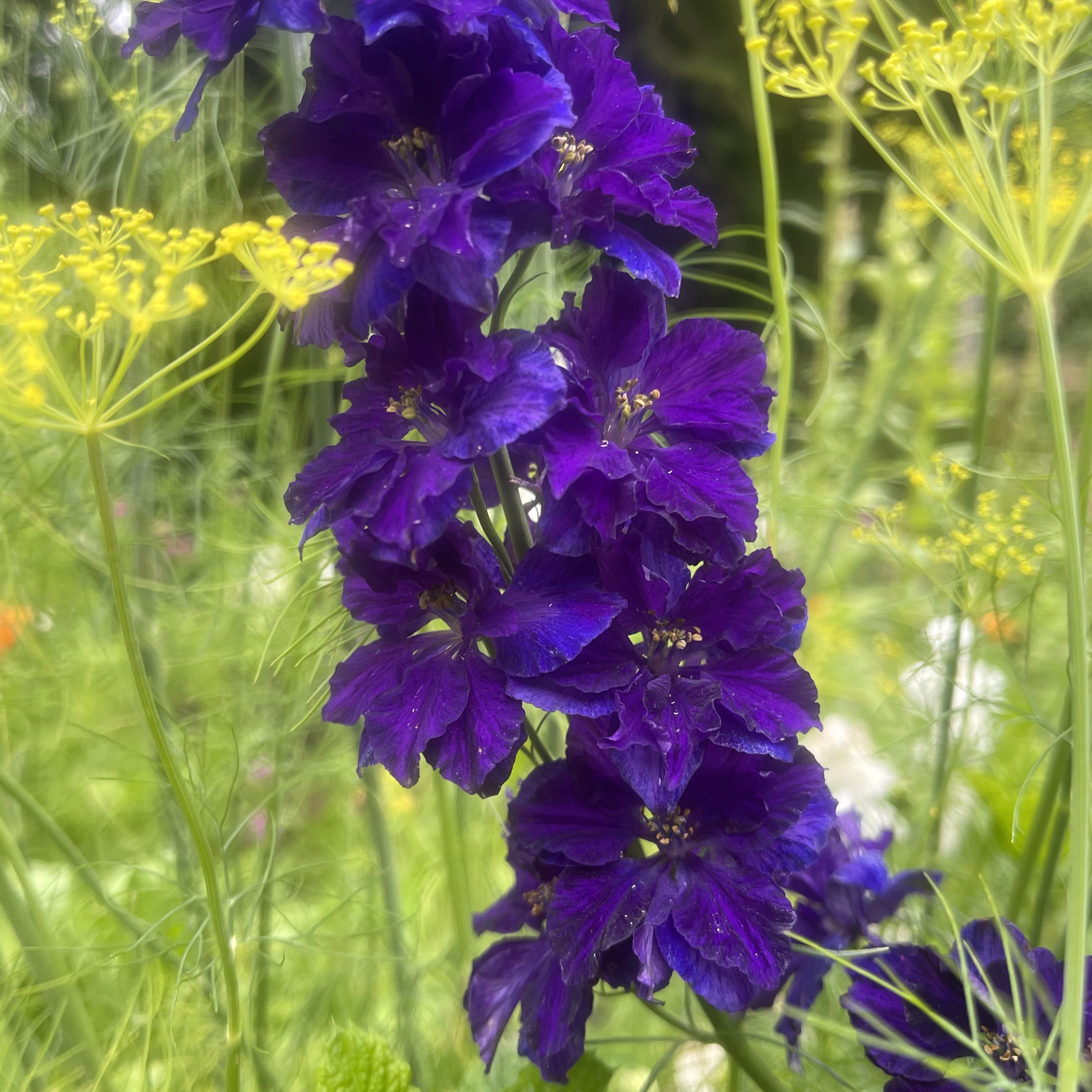 Trädgårdsriddarsporre 'Blue Spire'