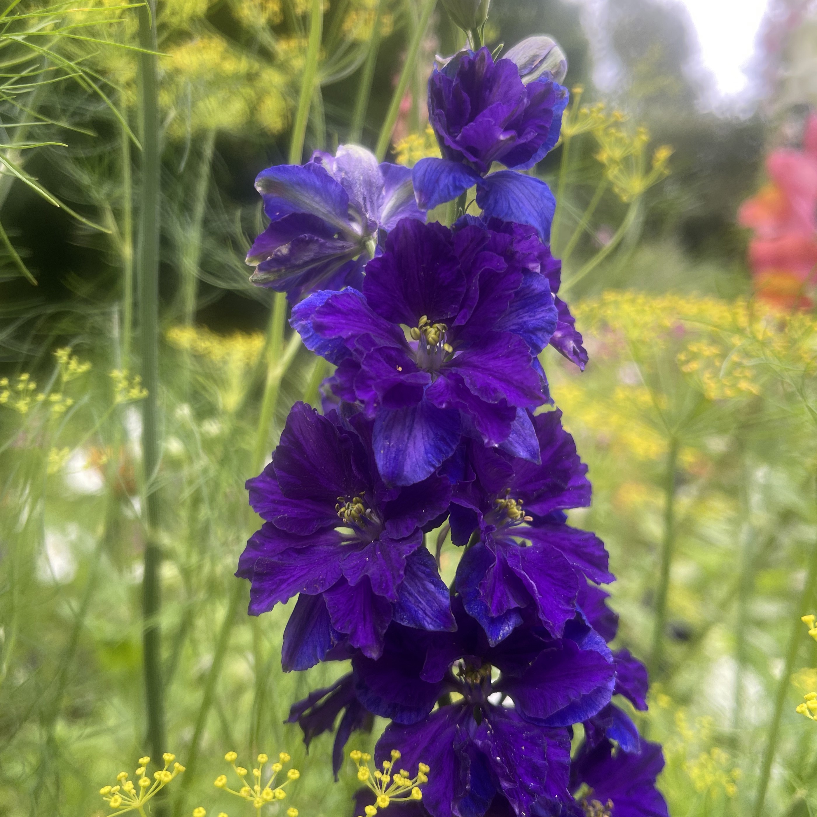 Trädgårdsriddarsporre 'Blue Spire' - 3