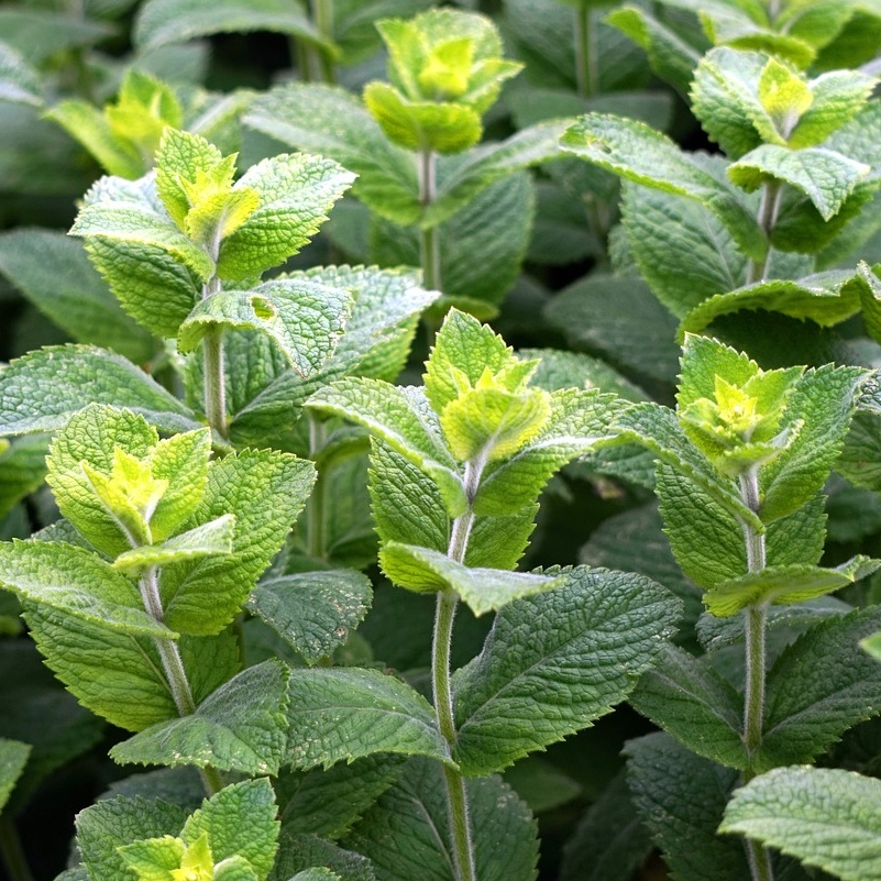 Pepparmynta