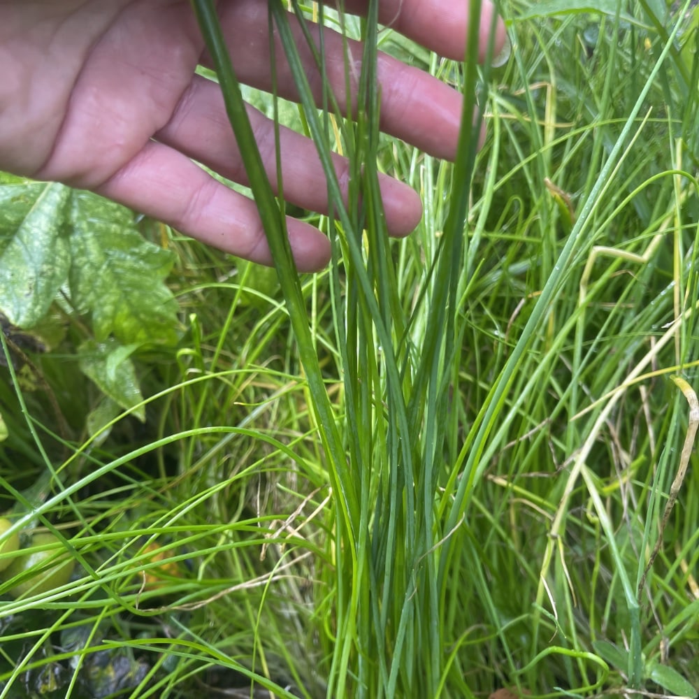 Gräslök  'Medium Leaf'